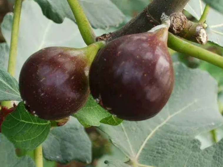 无花果可以用营养土栽种吗