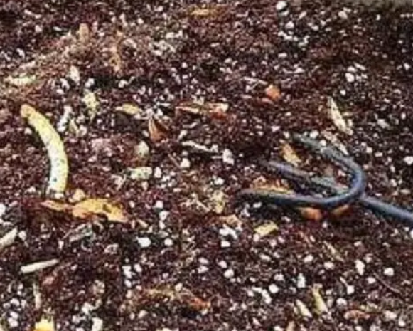 如何用树叶沤制花肥