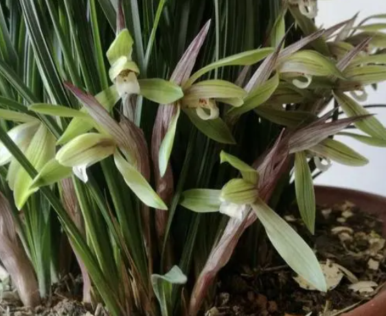 兰草花什么时候开花