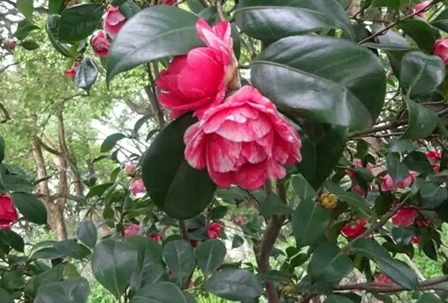 茶花的种植方法和注意事项