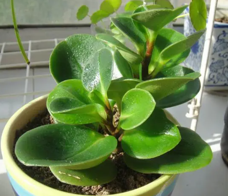 轮叶豆瓣绿开花吗