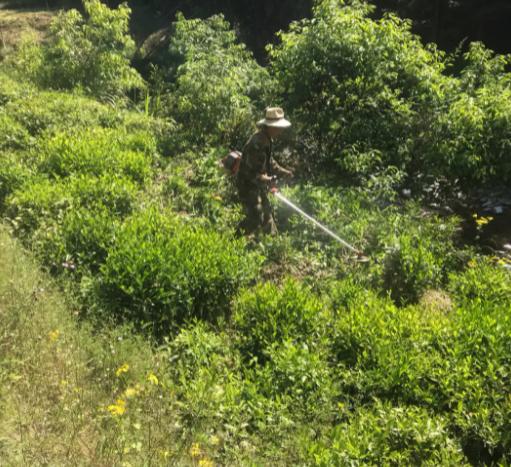茶树秋季能修剪吗