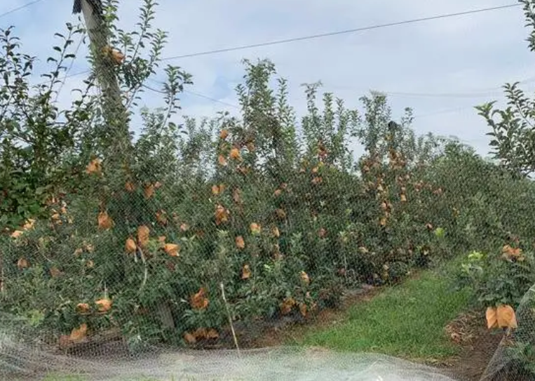 矮化密植苹果树