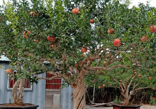 庭院石榴树风水位置