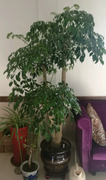 幸福树烂根的表现