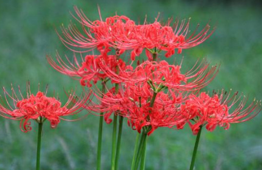 彼岸花在哪里能看到