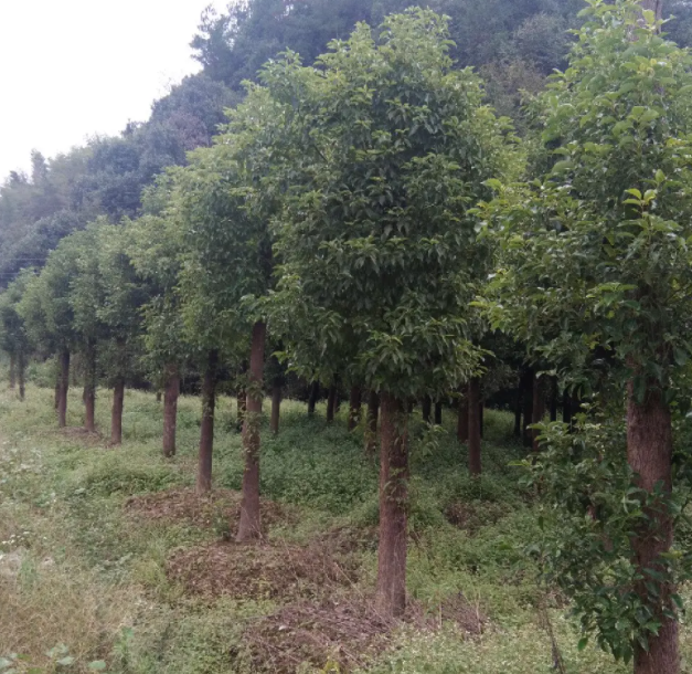 香樟树是怎么培育的