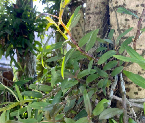 铁皮石斛适合种在什么树