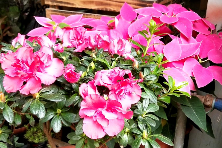 杜鹃花怕阳光吗