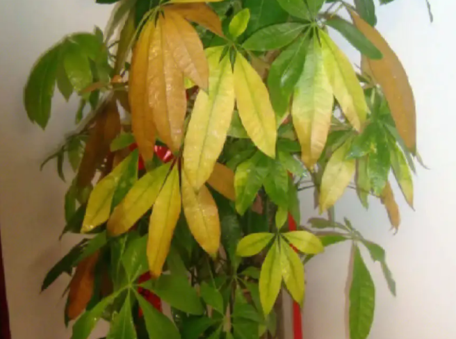 发财树的叶子黄了怎么办