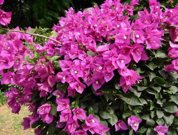 叶子花多久开一次花