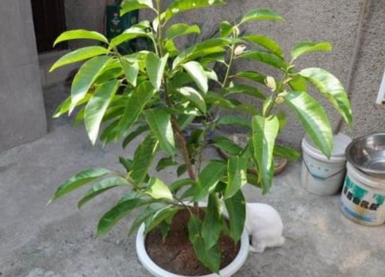 白兰花换盆用什么土最好