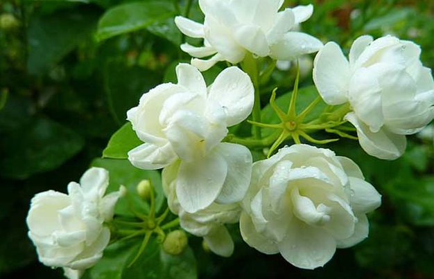 茉莉花多少钱一斤