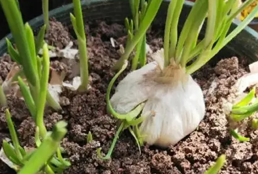 蒜瓣花养殖方法