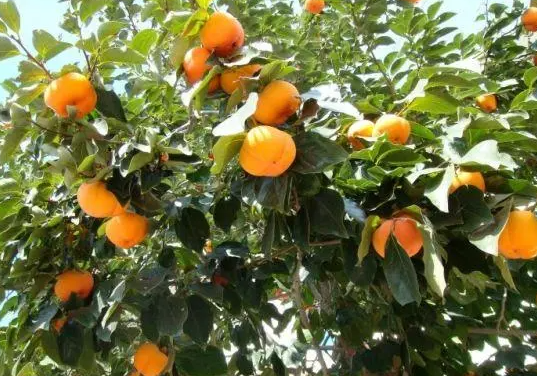 柿子树浇水时间