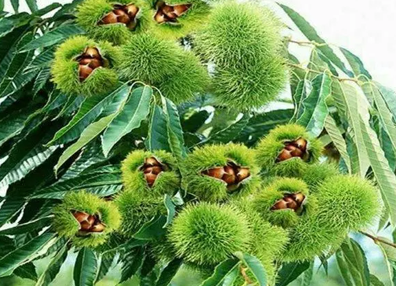 板栗树施肥时间和方法