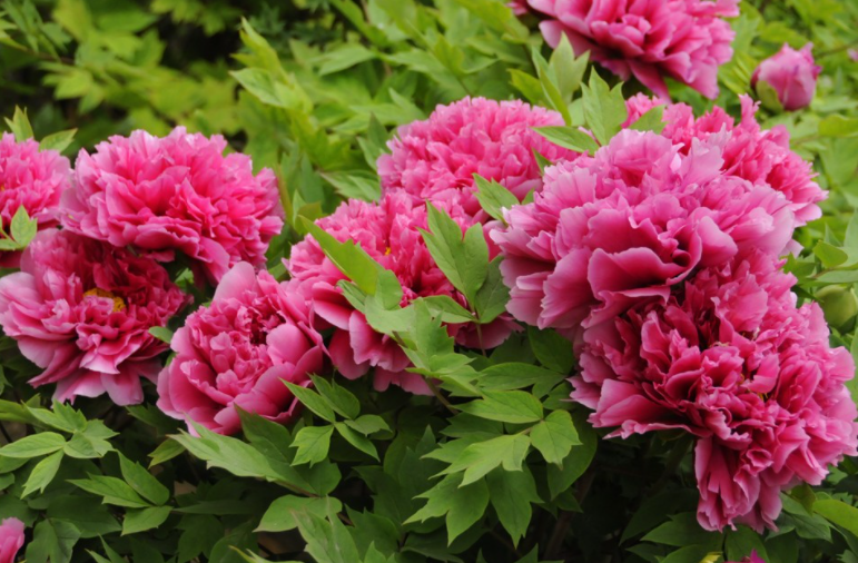 牡丹花生长在什么地方