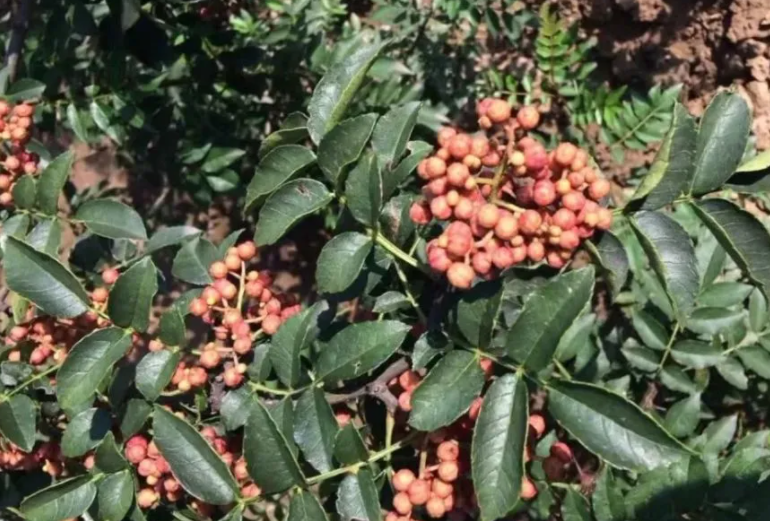 花椒采摘后施什么肥料