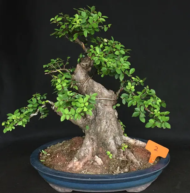 榆树盆景喜阳还是喜阴