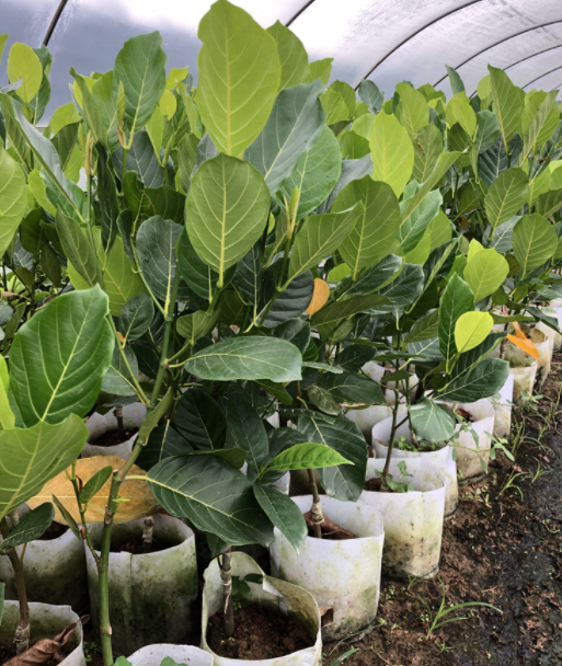 菠萝蜜树苗几年结果