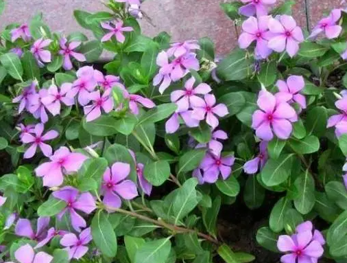 长春花播种教程