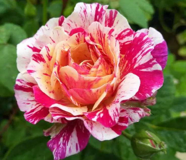 节日礼花月季开花几天