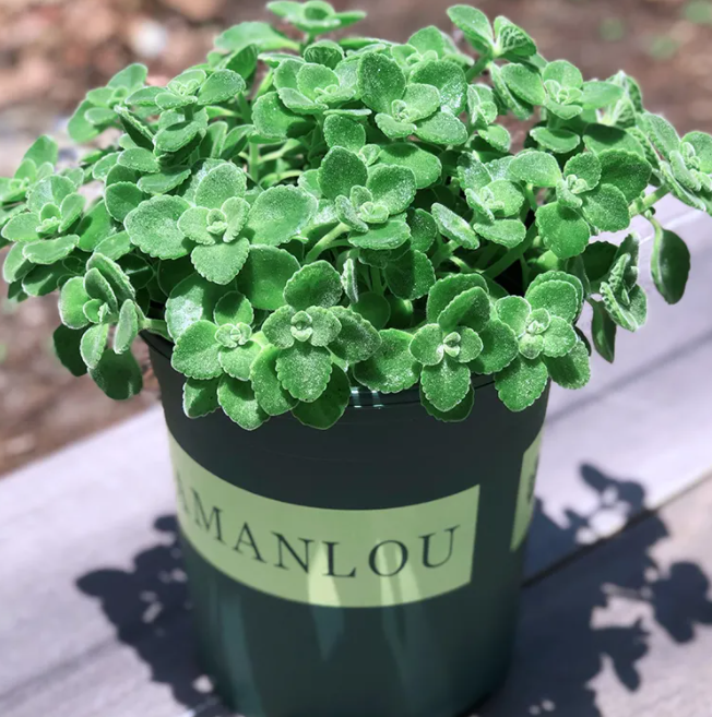 一抹香和碰碰香是一种花吗