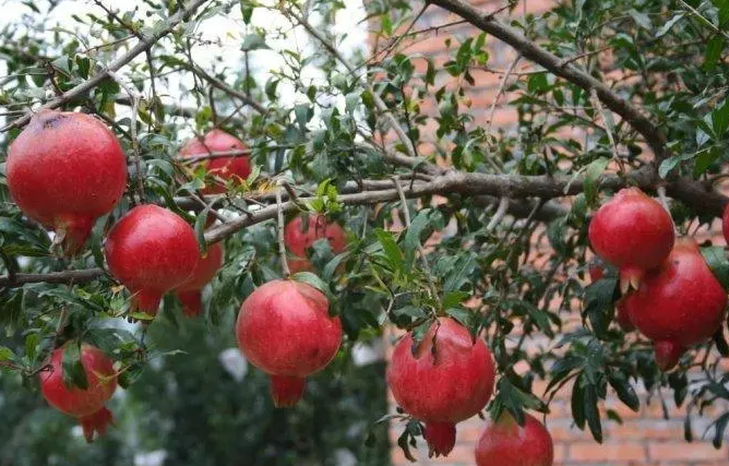 石榴树浇水的正确方法