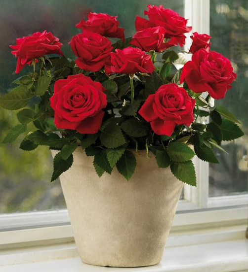 玫瑰花可以在室内养吗