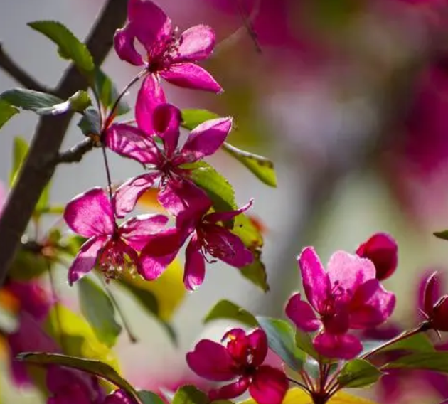 海棠花能不能晒太阳