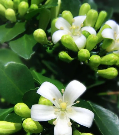 九里香的花期是多长时间