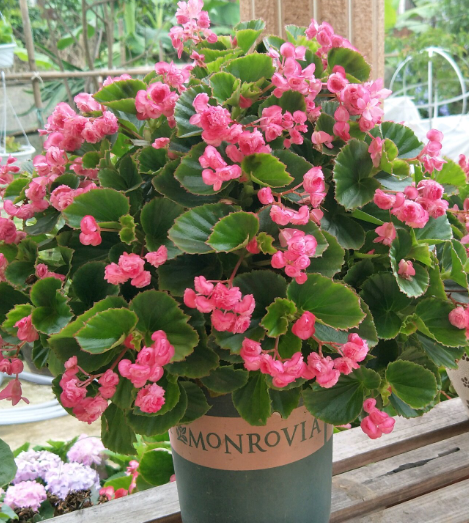 四季海棠怎样养殖能爆盆开花