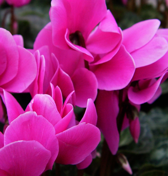 仙客来七月份开花正常吗