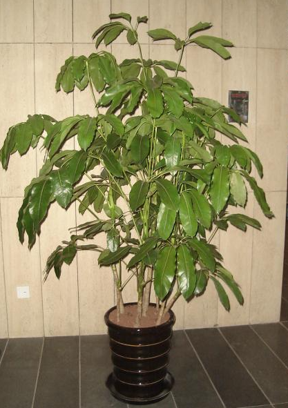 大叶伞与发财树谁好