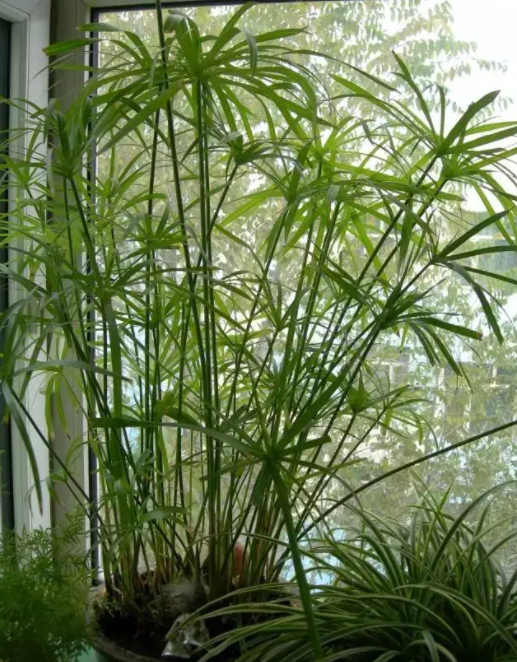 家里栽竹子树好吗