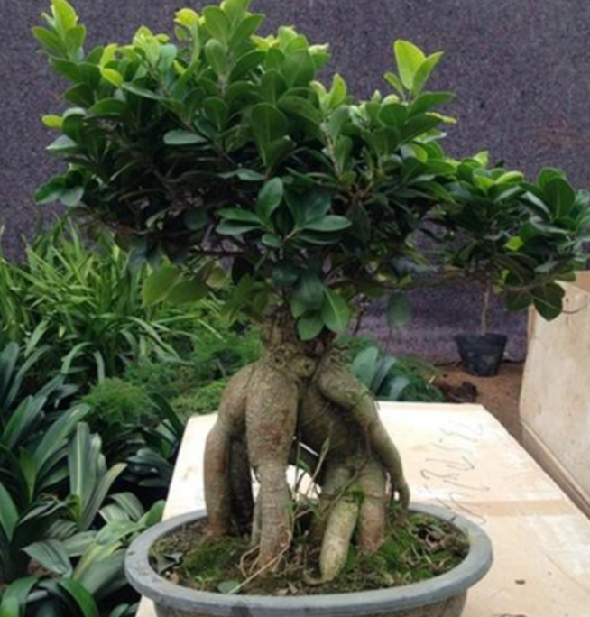 榕树盆栽养护