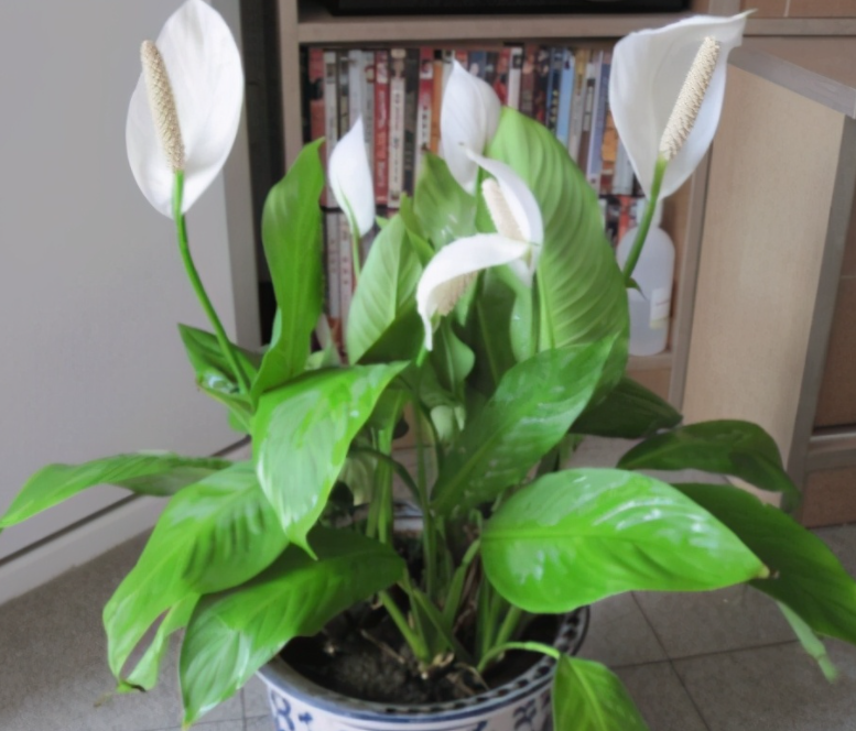 一帆风顺花施什么肥料好