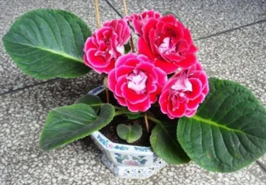 新买的大岩桐花怎么养