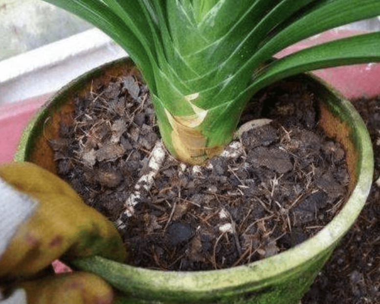 冬天能不能给花换土