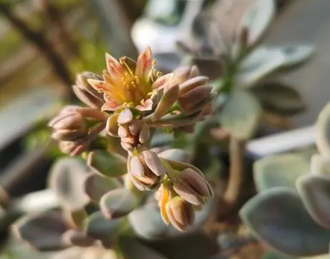 冬美人开花的征兆