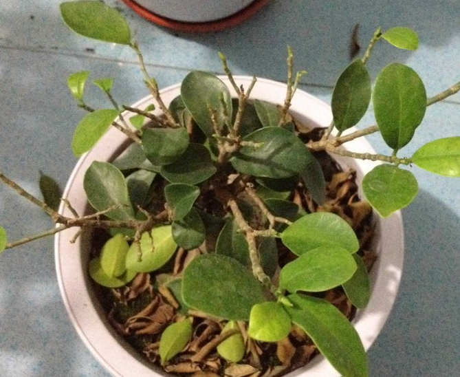 北方室内养榕树掉叶子