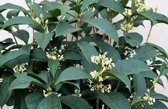 桂花施肥时间和方法