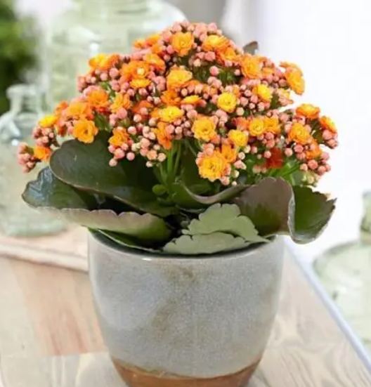 长寿花一盆栽几个最佳