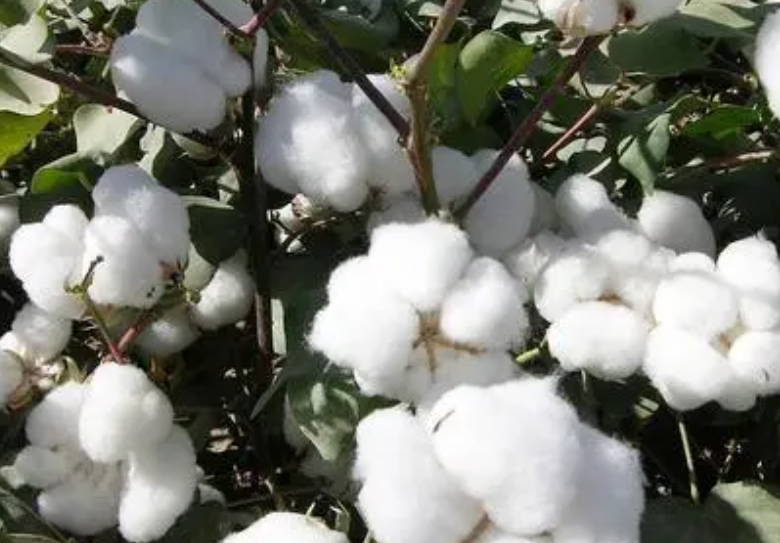 棉花皮棉和籽棉的区别