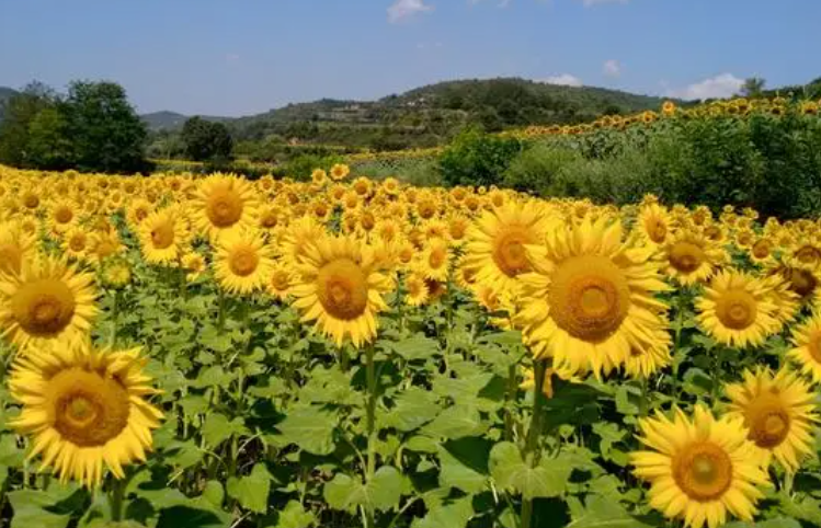 什么花不容易死最好养