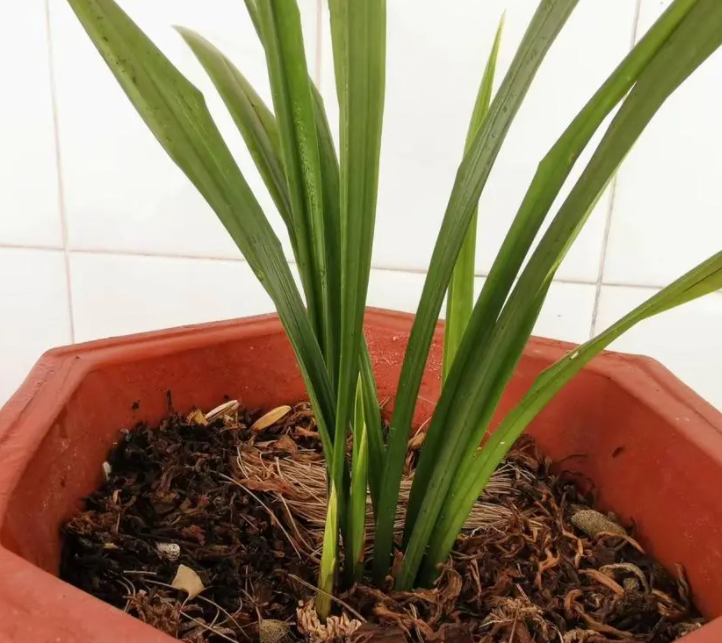 兰花换盆后几天可以浇水