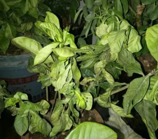 栀子花叶子蔫了软了怎么补救