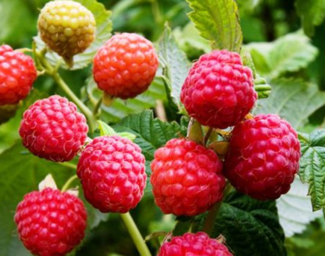 树莓可以活多少年