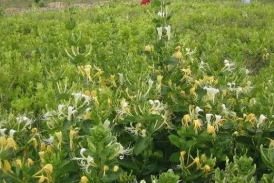 金银花施肥尿素可以吗