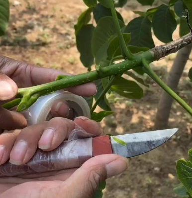 核桃树秋季嫁接时间